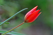 Wild orange tulip (Tulipa orphanidea) in flower, Lesbos, Greece, May.