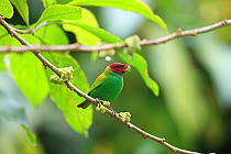 Bay-headed tanager (Tangara gyrola) feeding on berries, Trinidad and Tobago.