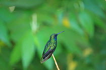 White-tailed sabrewing (Campylopterus ensipennis) perched, Trinidad and Tobago.