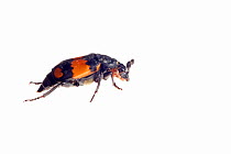 Burying beetle (Nicrophorus investigator) De Moeren Nature Reseve, Zundert, Netherlands, May.  meetyourneighbours.net project