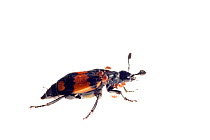 Burying beetle (Nicrophorus investigator) De Moeren Nature Reseve, Zundert, Netherlands, May.  meetyourneighbours.net project