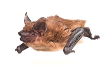 Serotine bat (Eptesicus serotinus) female, The Netherlands, May. Meetyourneighbours.net project