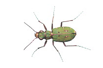 Green tiger beetle (Cicindela campestris) The Netherlands, May.  Meetyourneighbours.net project