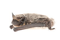 Parti-coloured bat (Vespertilio murinus) The Netherlands, August. Meetyourneighbours.net project
