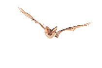 Grey long-eared bat (Plecotus austriacus) in flight, France, April, Meetyourneighbours.net project