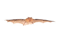Greater horseshoe bat (Rhinolophus ferrumequinum) in flight, France, April, Meetyourneighbours.net project