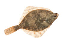 European Flounder (Platichthys flesus) The Netherlands, March, Meetyourneighbours.net project
