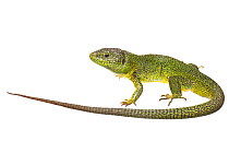 Western Green Lizard (Lacerta bilineata), France, April. Meetyourneighbours.net project