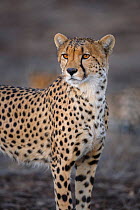 Cheetah (Acinonyx jubatus) portrait. Mashatu Game Reserve, Botswana. July.