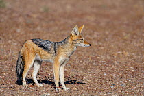 Black-backed Jackal (Canis mesomelas), Botswana. July.