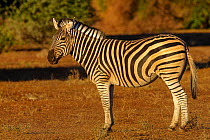 Burchell's Zebra (Equus quagga burchellii) standing in late evening light, portrait. Mashatu, Botswana. July.
