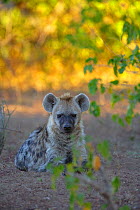 Spotted Hyena (Crocuta crocuta) sitting on ground close to den. Botswana. July.