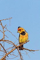 Crested/Levaillant's Barbet (Trachyphonus vaillantii) perched on branch. Botswana. July.