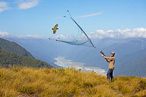 Researcher catching a flying Kea (Nestor notabilis) with net gun. Kea Research, South Island, New Zealand. January. Model released.Digital composite.