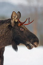 Young Bull Moose (Alces alces) standing in snow, close-up portrait.  Nord-Trondelag, Norway. December.