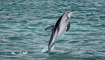 Dusky dolphin (Lagenorhynchus obscurus) leaping. Kaikoura, South Island, New Zealand. February.