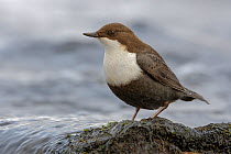 White-throated Dipper (Cinclus cinclus) perched on mid-stream rock. Hobol River, Southern Norway. February.