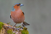 Chaffinch (Fringilla coelebs) male perched on stump eating sunflower seeds. Tomter, Southern Norway. April.