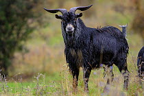 Feral Goat (Capra aegagrus hircus) male standing in rain. Inland Kaikoura Range, South Island, New Zealand. March.