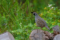 California Quail (Callipepla californica) perched on log in the rain. Introduced Species. Hanmer Springs, Canterbury, South Island, New Zealand. December.