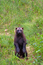 Wolverine (Gulo gulo) standing up on back legs. Lieksa, Finland. July.