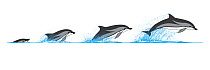 Illustration of the breaching sequence of Striped Dolphin (Stenella coeruleoalba).