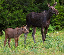 RF- Female Moose (Alces alces) and calf at the edge of coniferous forest, feeding in pea field/crop, late evening. Southern Norway. August. Composite Image. (This image may be licensed either as right...