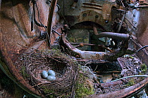 Blackbird (Turdus merula) nest with eggs in old car in 'car graveyard', Varmland, Sweden, June.
