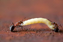 Wood ants (Formica rufa) with larvae on rusty car, Bastnas car graveyard, Varmland, Sweden, June.