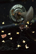 Birch (Betula sp) seeds caught in spider web, Bastnas car graveyard, Varmland, Sweden, July.