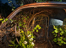 Interior of old car at night with plants growing inside, Bastnas car graveyard, Varmland, Sweden, July.