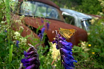 Skipper butterfly (Hesperiidae) in front of old rusting car in Bastnas car graveyard, Sweden, June.