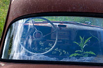 Old rusting car with plants growing inside, Bastnas car graveyard, Varmland, Sweden, June.