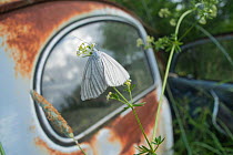 Butterfly (Lycaenidae) in front of old rusting car in Bastnas car graveyard, Sweden, June.