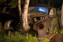 Birch tree (Betula sp) growing up through old rusting car at night. Bastnas car graveyard, Sweden, July. Winner of the Portfolio category in the Melvita Nature Images Awards competition 2014.