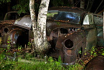 Birch tree (Betula sp) growing up through old rusting car at night. Bastnas car graveyard, Sweden, July.
