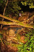 Old rusting car under fallen trees at night. Bastnas car graveyard, Sweden, July.