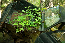 Old car with plants growing on it, Bastnas car graveyard, Varmland, Sweden, July.