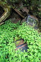 Rusting cars surrounded with nettles (Urtica sp) Bastnas car graveyard, Varmland, Sweden, June.
