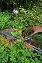 Rusting car overgrown with plants, Bastnas car graveyard, Varmland, Sweden, June.