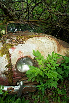 Old abandoned car under fallen branches, Bastnas car graveyard, Varmland, Sweden, June.