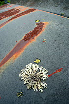 Lichen growing on rusting car bonnet, Bastnas car graveyard, Varmland, Sweden, June.