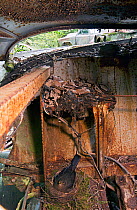Blackbird (Turdus merula) female on nest near engine of old car, Bastnas car graveyard, Varmland, Sweden, June.