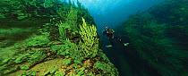 Diver exploring underwater landscape and endemic sponges (Lubomirskia baicalensis), Lake Baikal, Russia, December 2008.