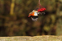 Robin (Erithacus rubecula) feeding on berries. Warwickshire, UK, February.