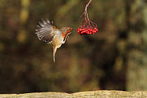Robin (Erithacus rubecula) in flight, feeding on berries. Warwickshire, UK, February.