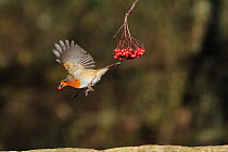 Robin (Erithacus rubecula) in flight, feeding on berries. Warwickshire, UK, February.