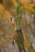 Great-spotted woodpecker (Dendrocopos major) perched on log in water. Warwickshire, UK, February.