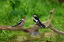 Great-spotted woodpecker (Dendrocopos major) feeding fledgling on branch, Warwickshire, UK, June.