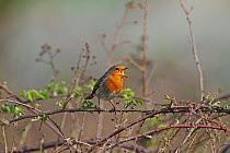 Robin (Erithacus rubecula) singing, perched on bramble. Warwickshire, UK, April.